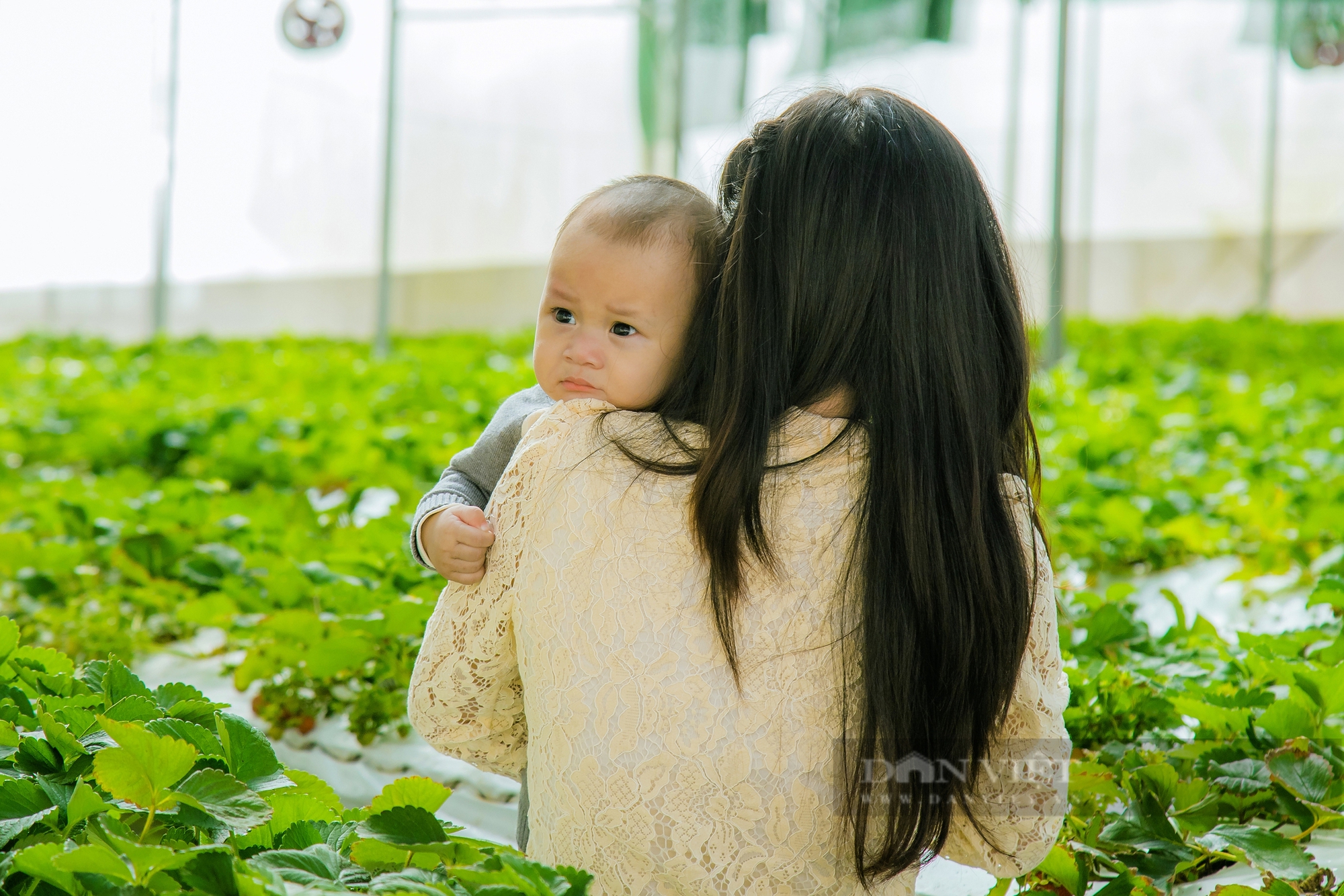 Chẳng cần đến Đà Lạt, ngay ở Gia Nghĩa cũng có nông trại 